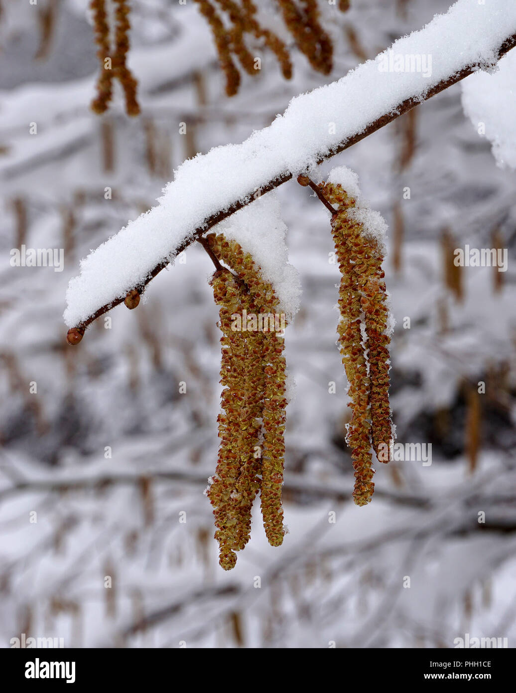 Nocciolo comune; hazel bush; nocciola bloom; coperti di neve; snow-limned; Foto Stock