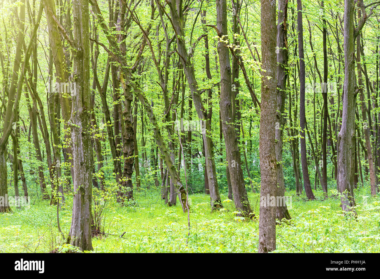 Verde bosco con alberi Foto Stock