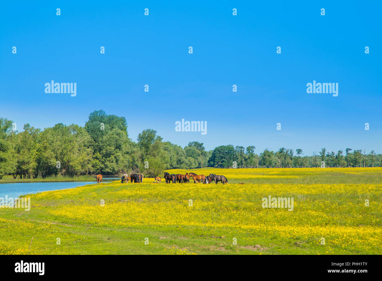 Cavalli sul campo verde in primavera nel parco naturale di Lonjsko polje, Croazia Foto Stock