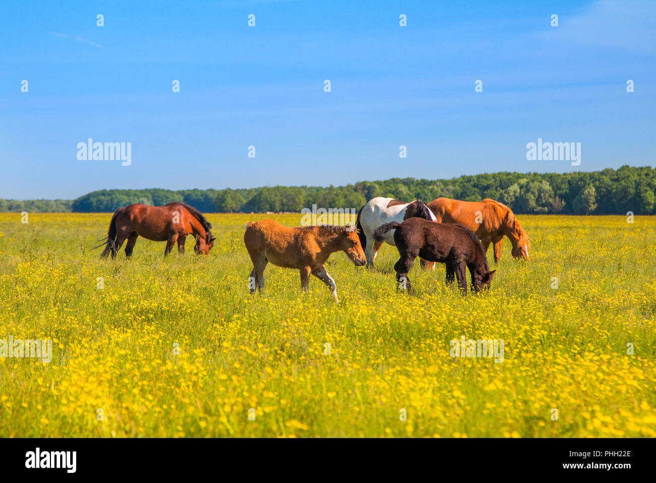 Cavalli sul campo verde in primavera nel parco naturale di Lonjsko polje, Croazia Foto Stock