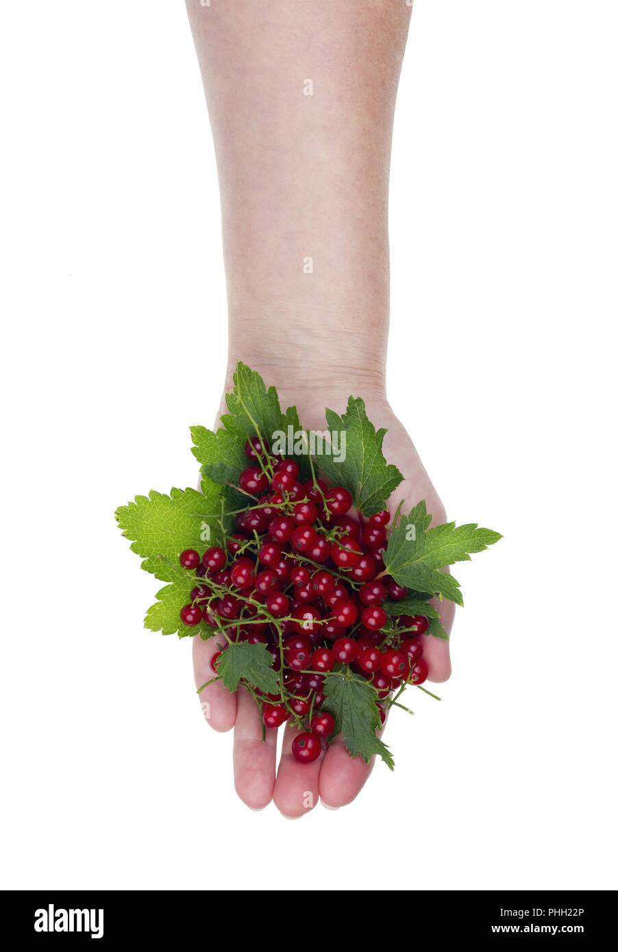 Raccolto di rosse bacche del giardino Foto Stock