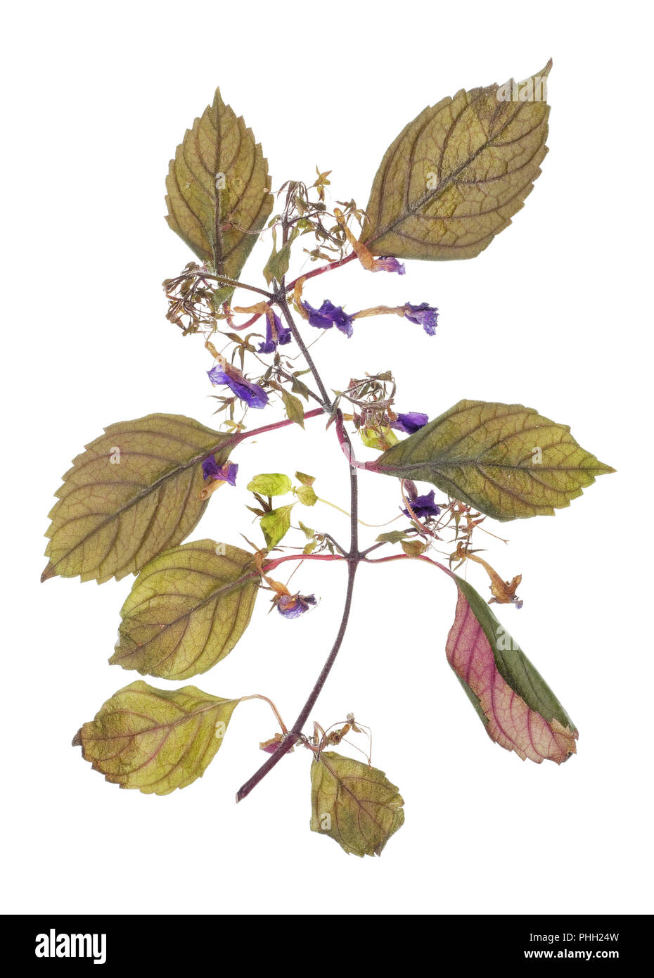 Morto impianto indoor Foto Stock