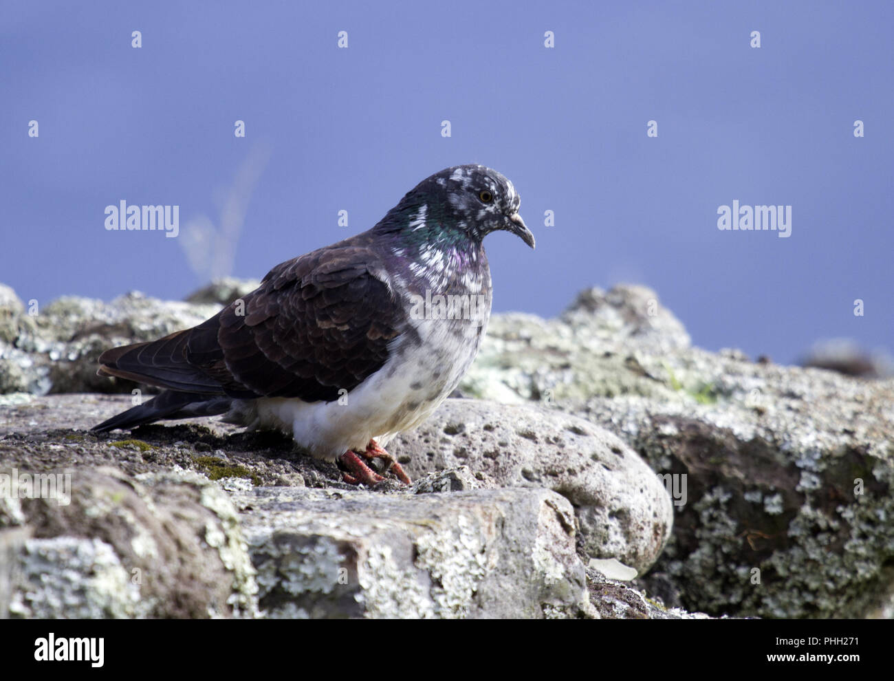 Piccioni selvatici/colombe, Isola di Corvo, Azoren, Portogallo Foto Stock