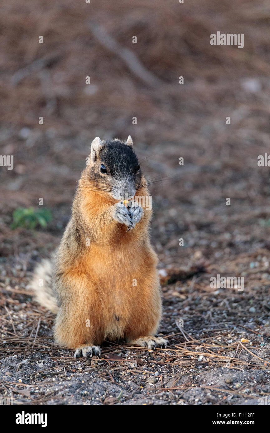 Eastern Fox Squirrel Sciurus niger Foto Stock