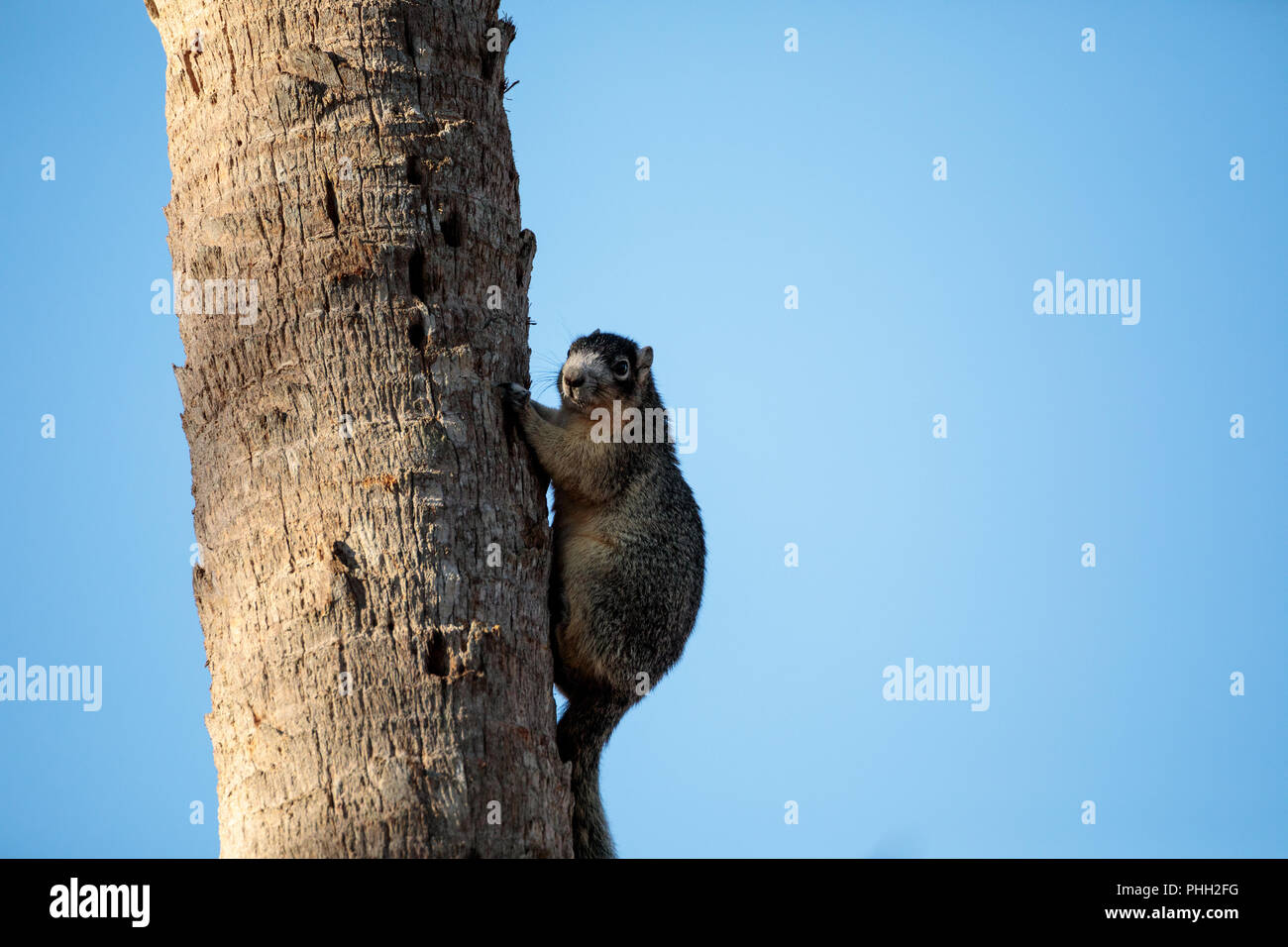 Eastern Fox Squirrel Sciurus niger Foto Stock