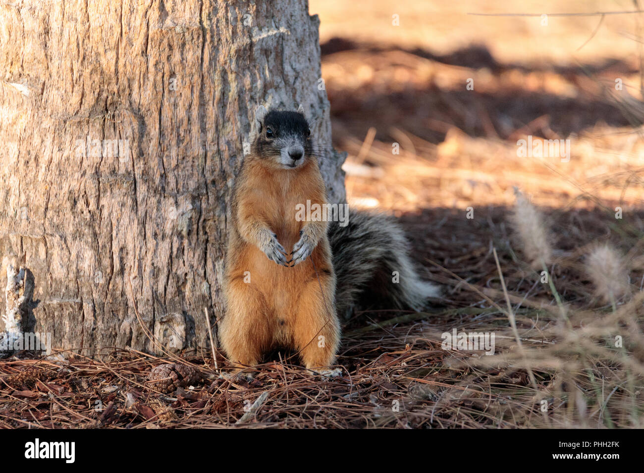 Eastern Fox Squirrel Sciurus niger Foto Stock