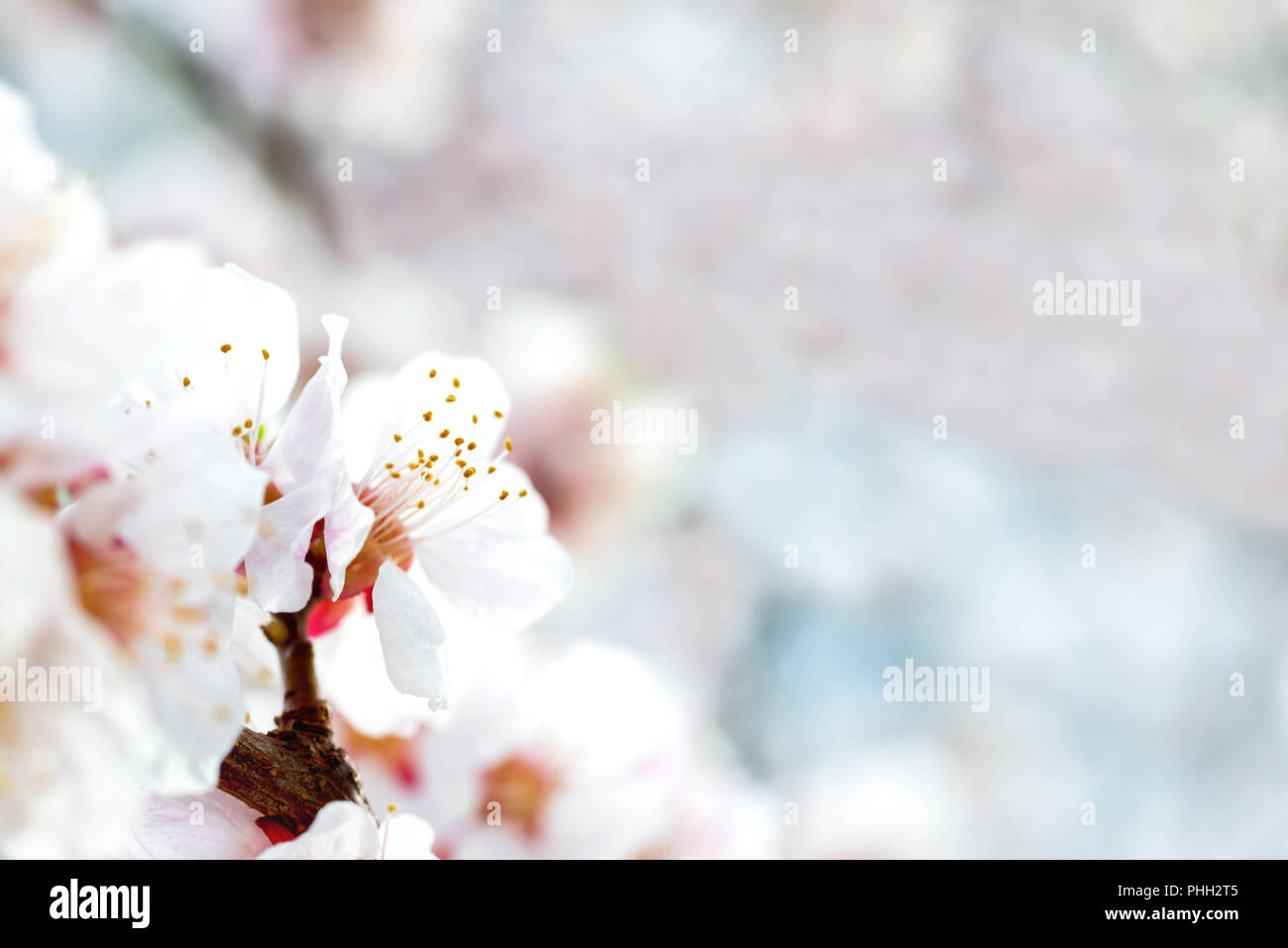 Fiori bianchi su susino Foto Stock