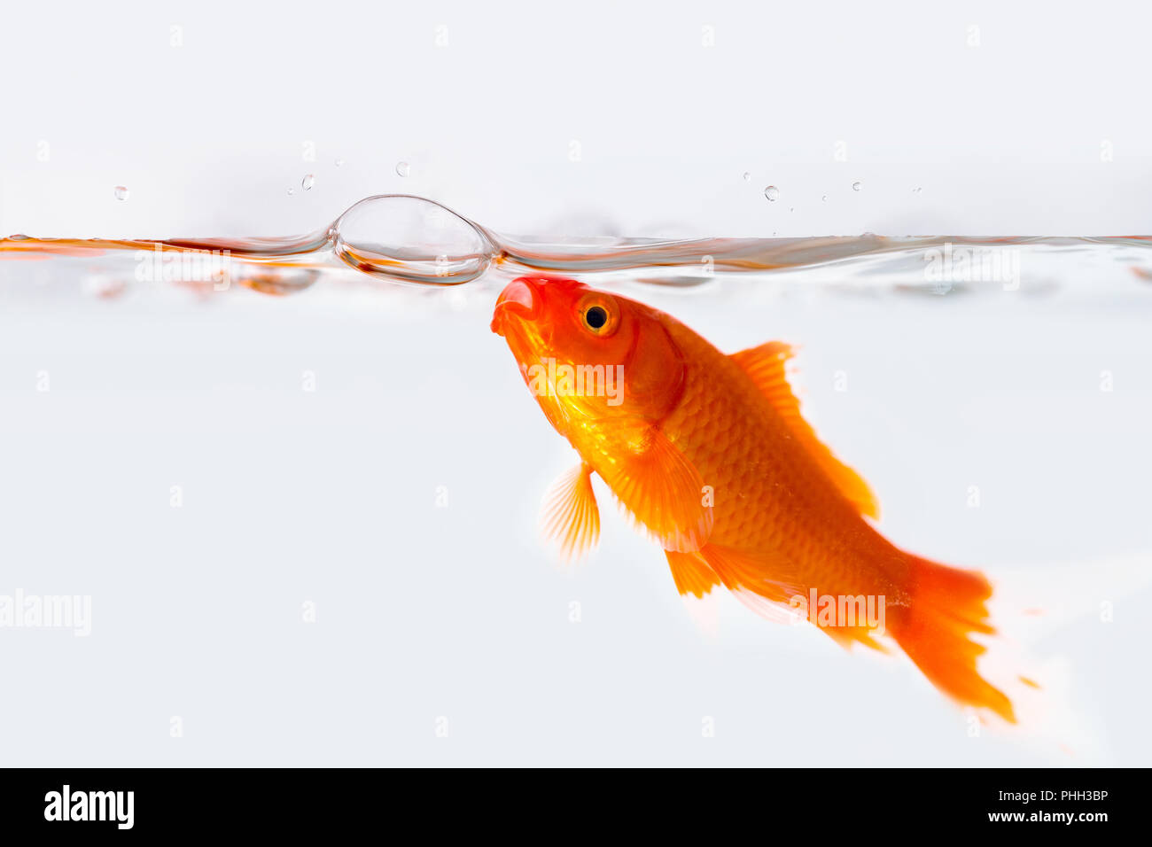 Goldfish con bolla di aria nel vetro pesce serbatoio Foto Stock