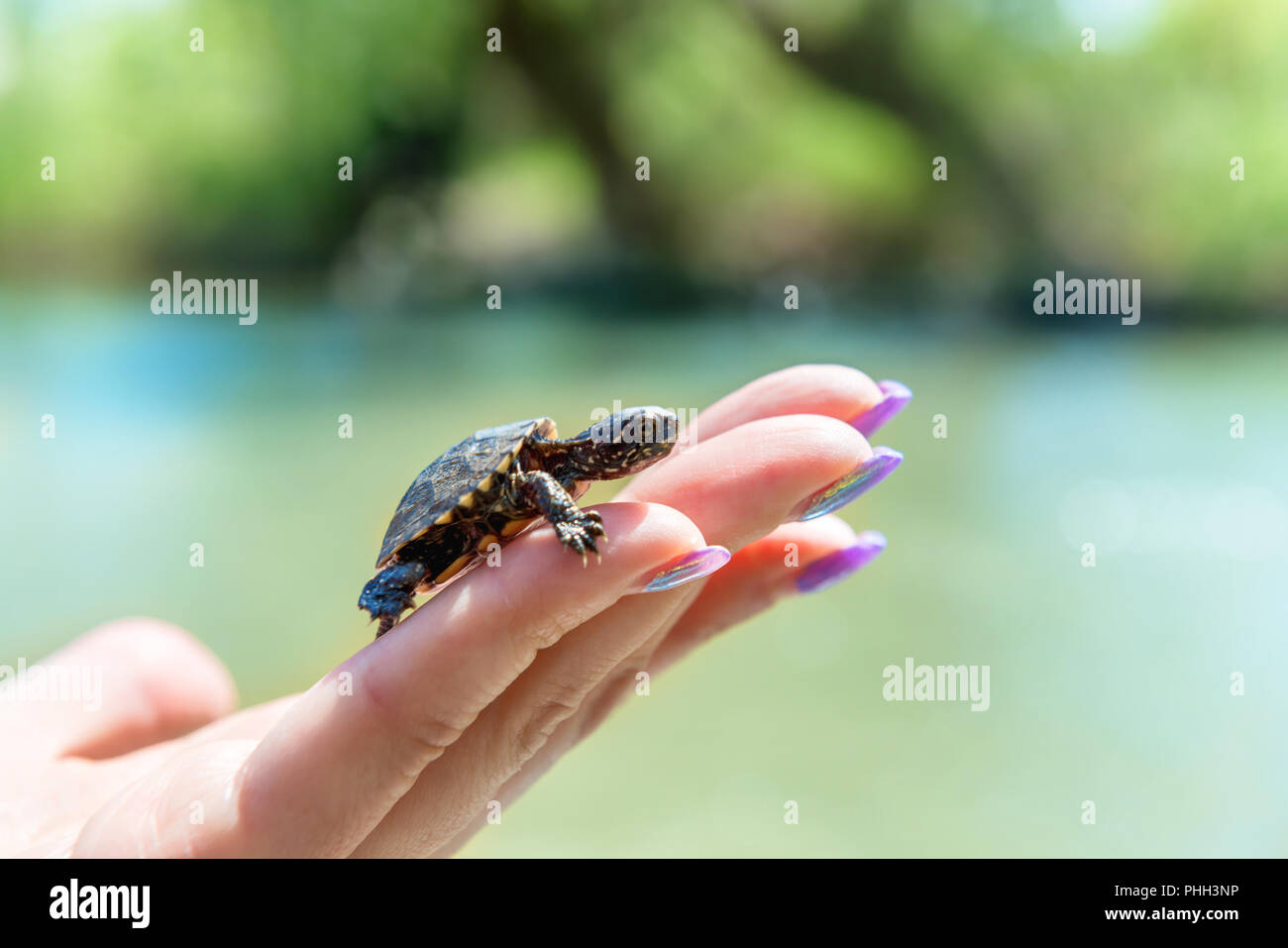 Piccola tartaruga di mare Foto Stock