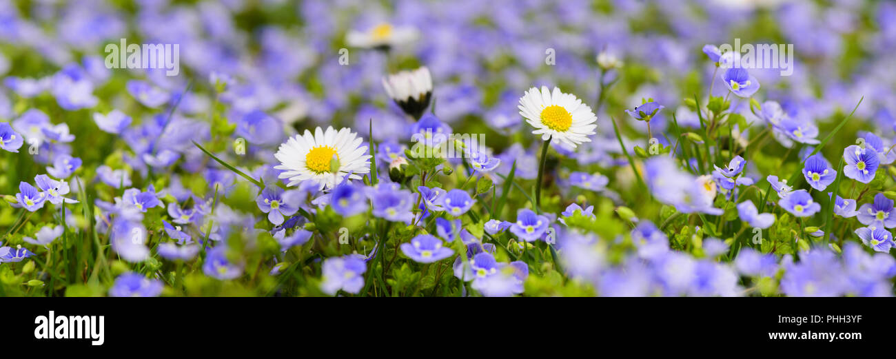 Prato panoramico con molti fiori a molla Foto Stock