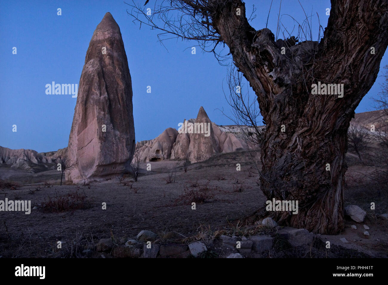 Albero e Camini di Fata nella luce della sera nella Valle delle Rose, Cappadocia, Turchia Foto Stock