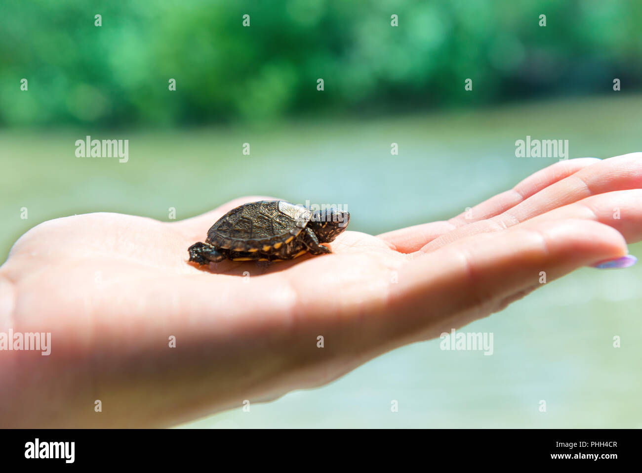 Piccola tartaruga di mare Foto Stock