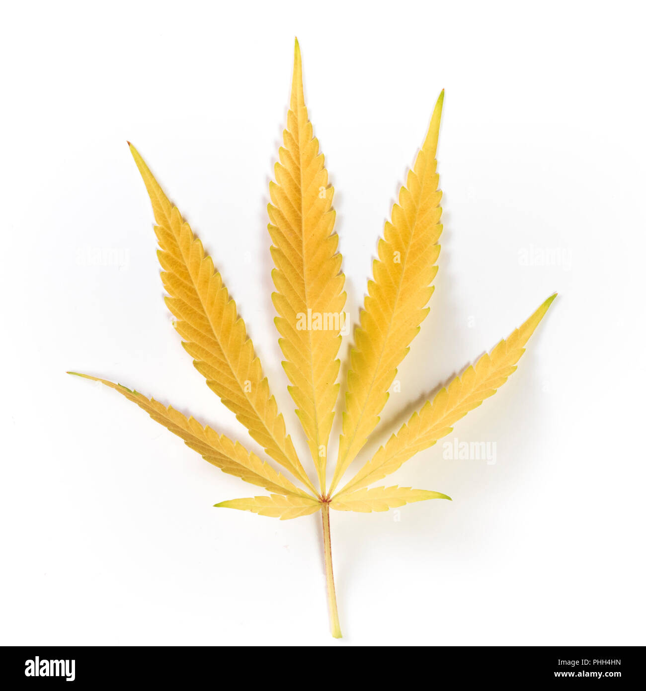 Unico orange marijuana leaft isolati su sfondo bianco Foto Stock