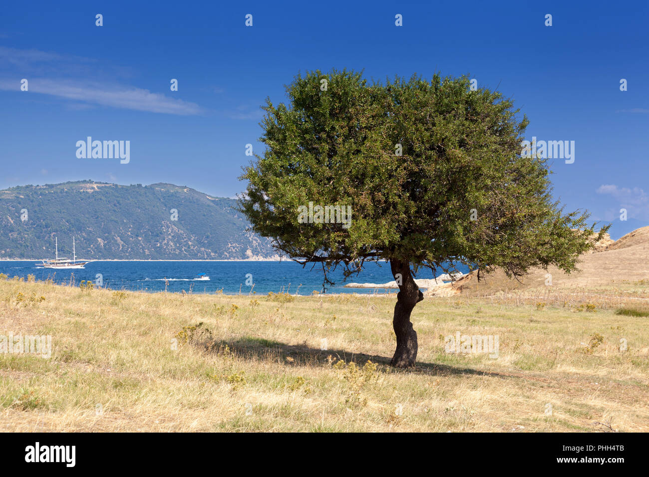 Lonely albero verde sopravvivere su un isola secca Foto Stock