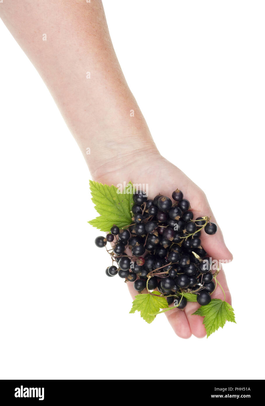 Frutta nera estate vitamine concetto isolato Foto Stock