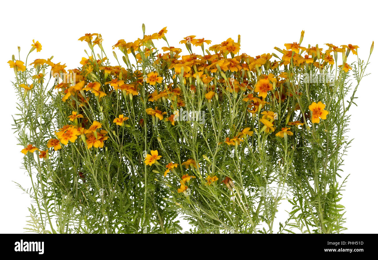 Le calendule Orange Blossom sul letto giardino. Foto Stock