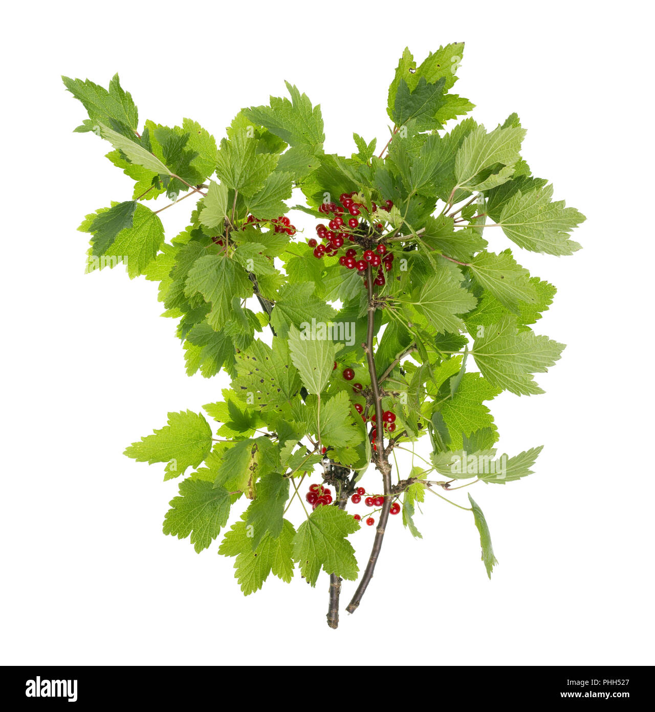 Ribes rosso real estate il ramo con frutti di bosco Foto Stock