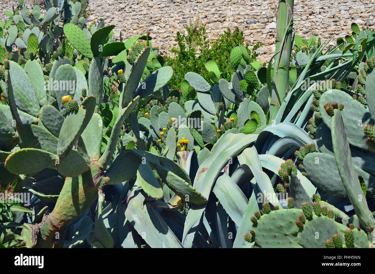 Un grande cactus fiorisce in fiori gialli Foto Stock
