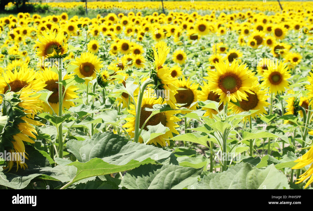 Estivo soleggiato campo italiano con la fioritura giallo girasole Foto Stock