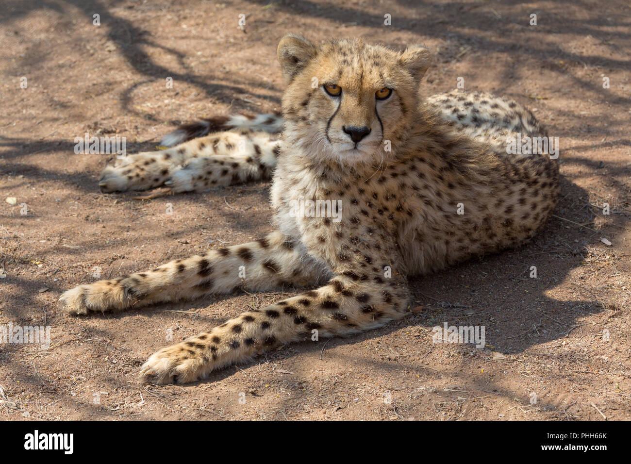 Cheetah Kruger National Park Foto Stock