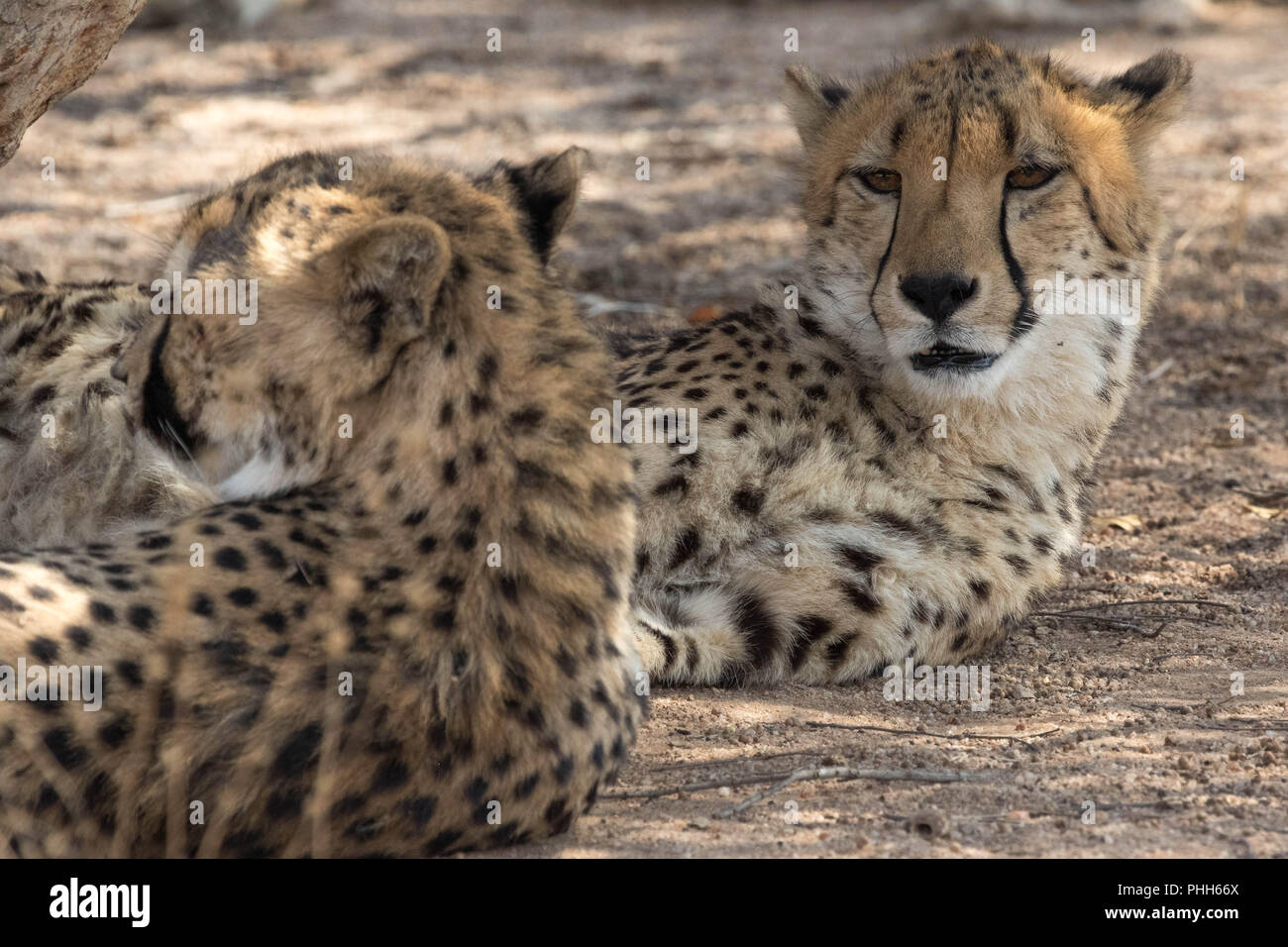 2 ghepardi Kruher Parco Nazionale Foto Stock