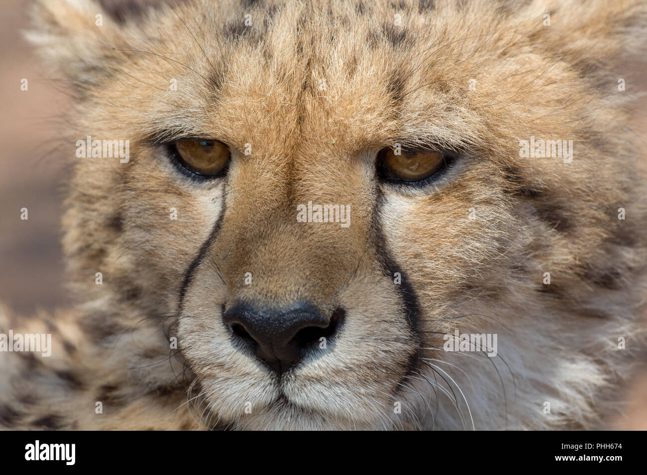 Cheetah Kruger National Park Foto Stock