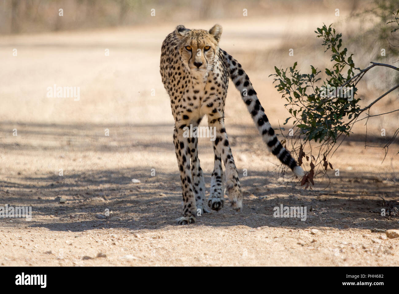 Cheetah Kruger National Park Foto Stock