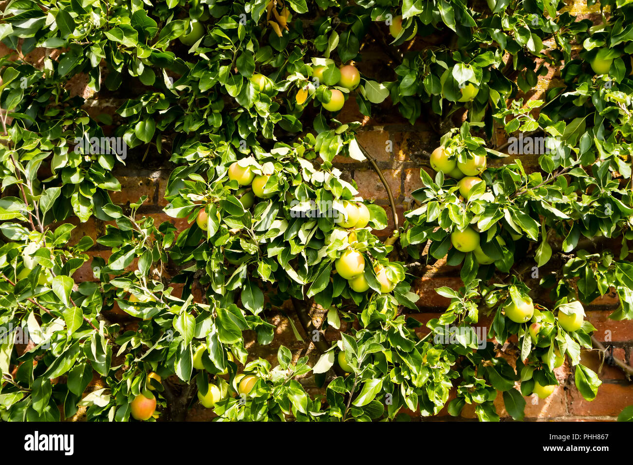 Espaliered melo con maturazione rosa e mele verdi addestrati a crescere contro il vecchio giardino di mattoni parete. Foto Stock