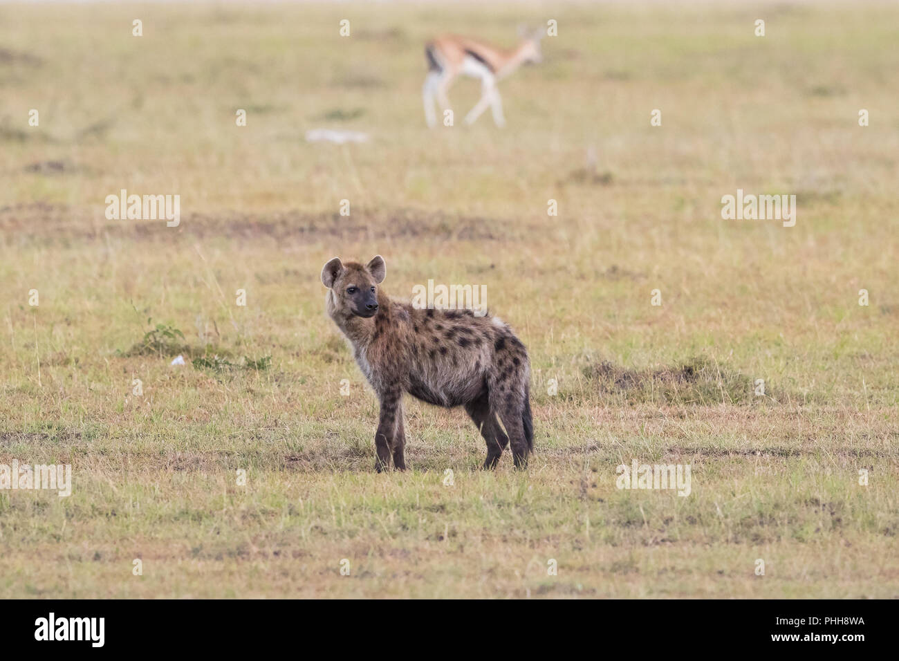 Ridere iena sulla savana Foto Stock