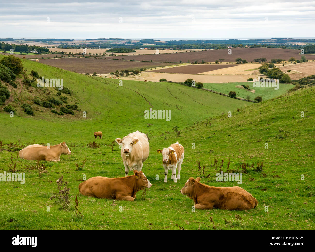 East Lothian, Scozia, Regno Unito, 1 settembre 2018. Regno Unito Meteo: un giorno nuvoloso nei campi agricoli della East Lothian campagna, guardando verso il Firth of Forth con vacche sulla Garleton cresta che domina il paesaggio agricolo Foto Stock