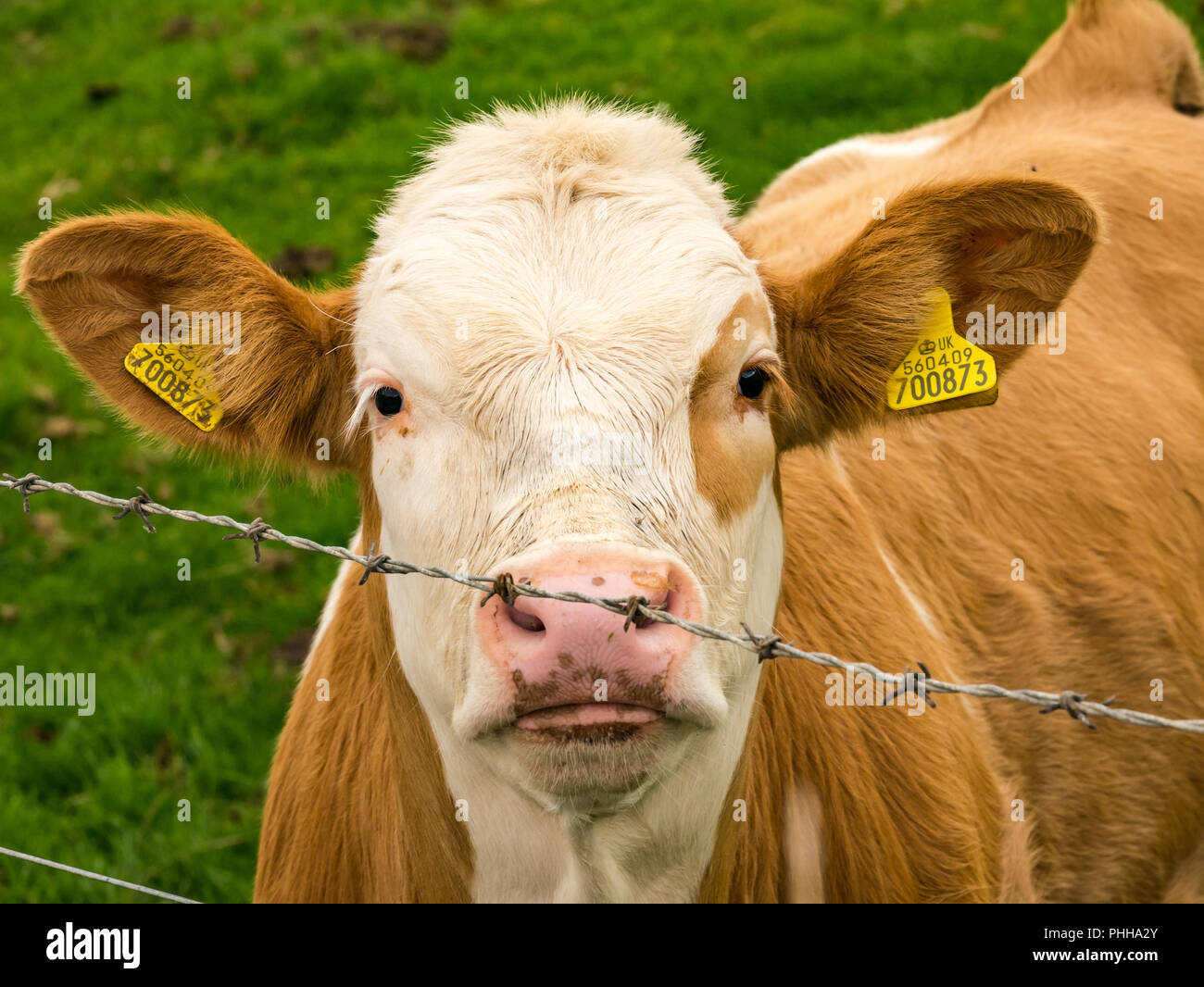 East Lothian, Scozia, Regno Unito, 1 settembre 2018. Un curioso bruna giovane vitello mucca con un occhio marrone e patch identificazione gialla di marchi auricolari guarda attraverso un filo spinato Foto Stock