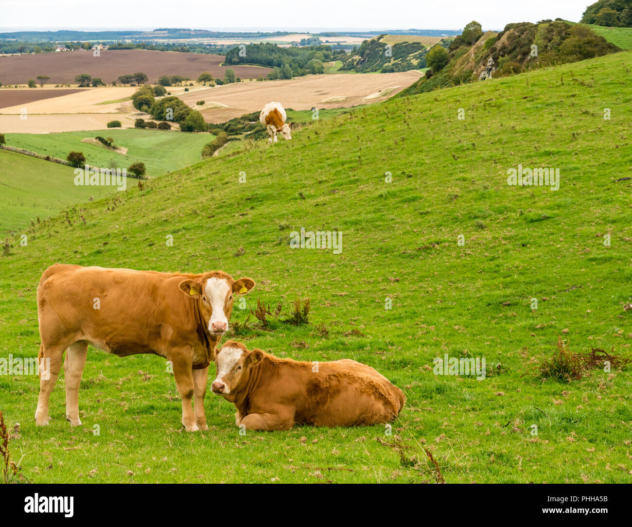 East Lothian, Scozia, Regno Unito, 1 settembre 2018. Regno Unito Meteo: un giorno nuvoloso nei campi agricoli della East Lothian campagna, guardando verso il Firth of Forth con alcune mucche curiose sul Garleton cresta che domina il paesaggio agricolo Foto Stock