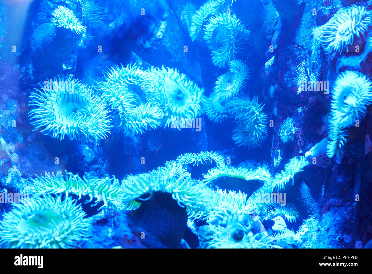 Blue coralli tropicali su un reef Foto Stock