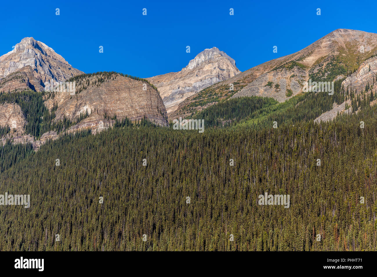 Alberi di pino e montagne rocciose in un cielo blu giorno in Canada Foto Stock