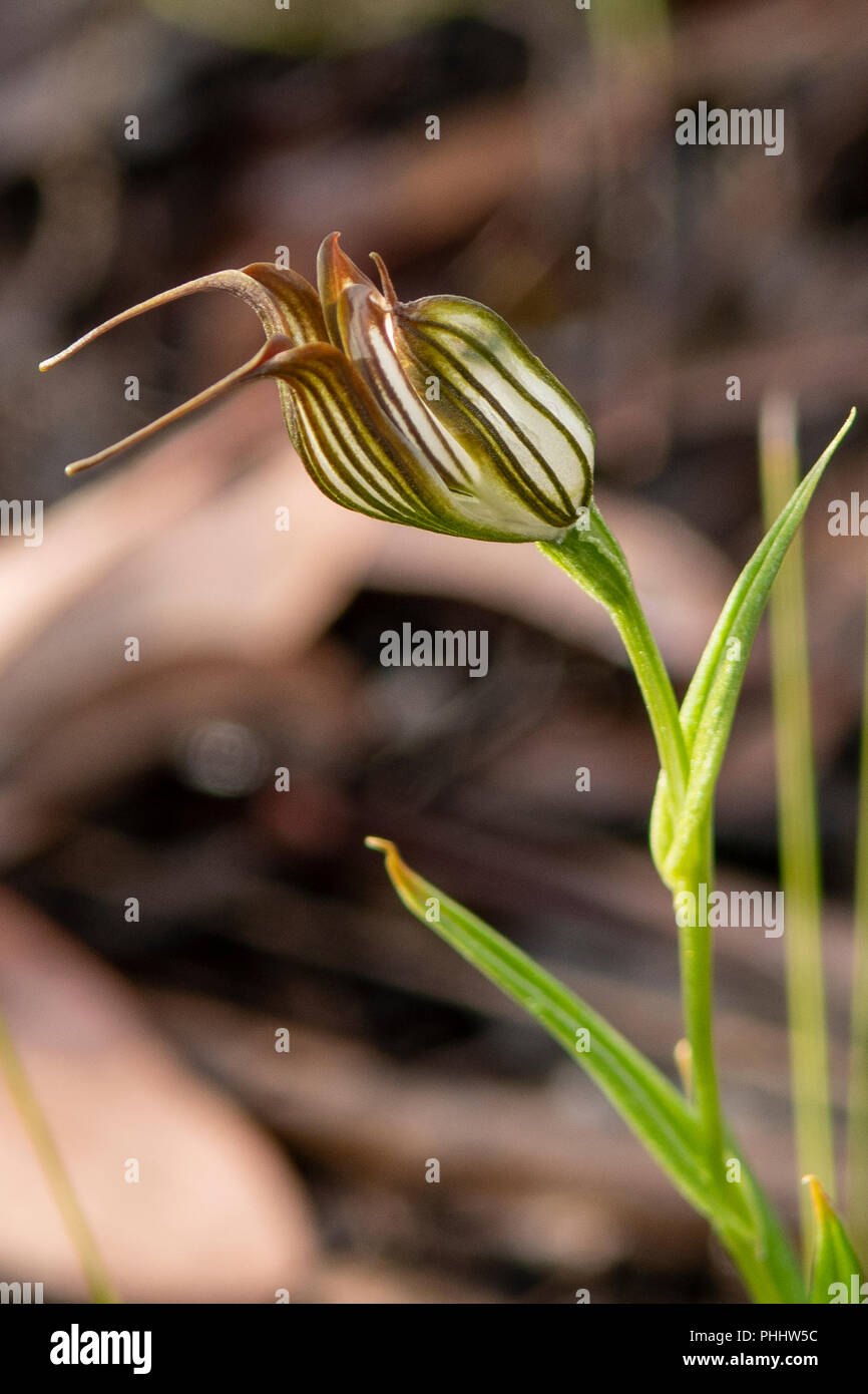 Recurva Pterostylis brocca Orchid Foto Stock