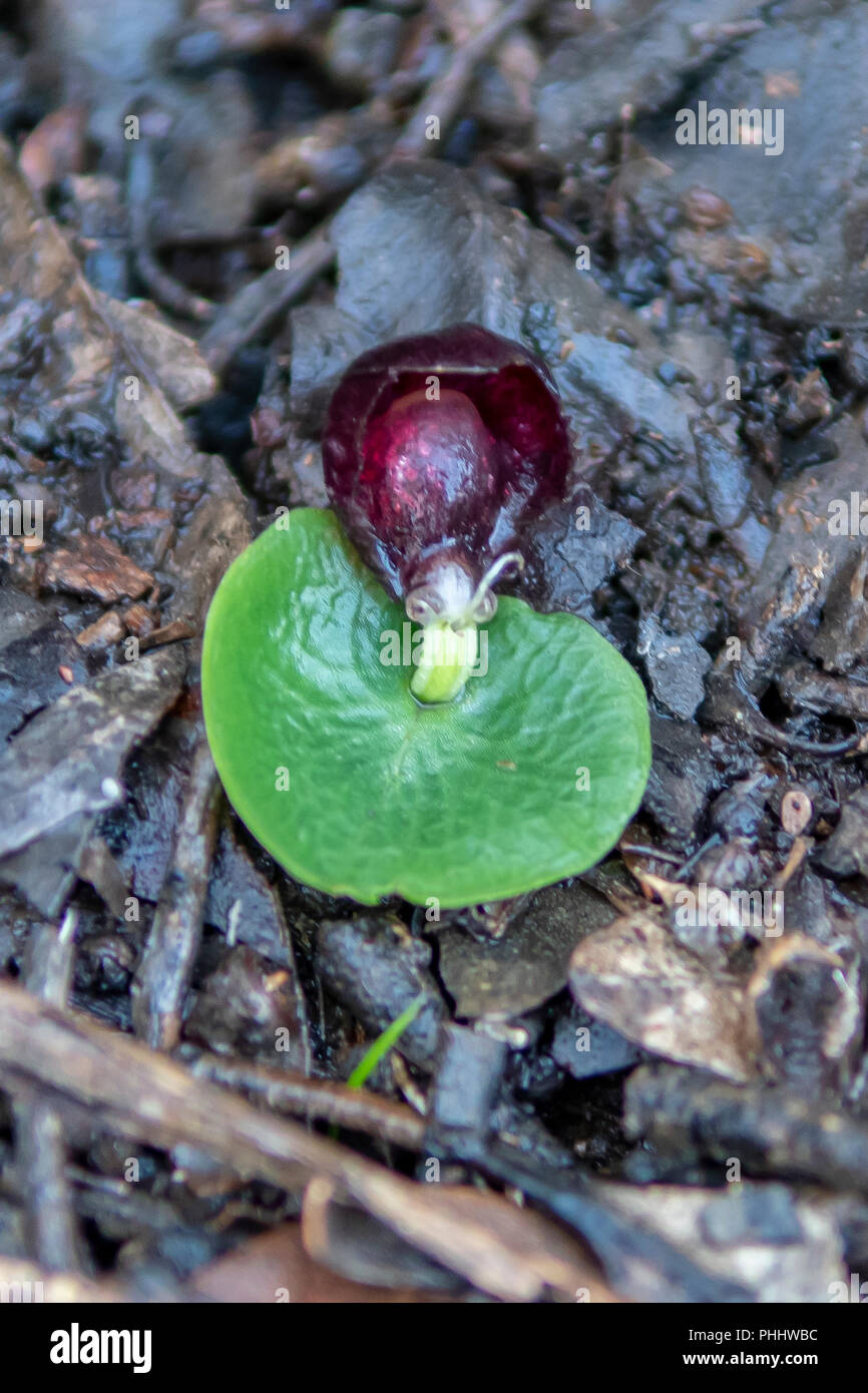 Corybas recurvus, casco comune Orchid Foto Stock