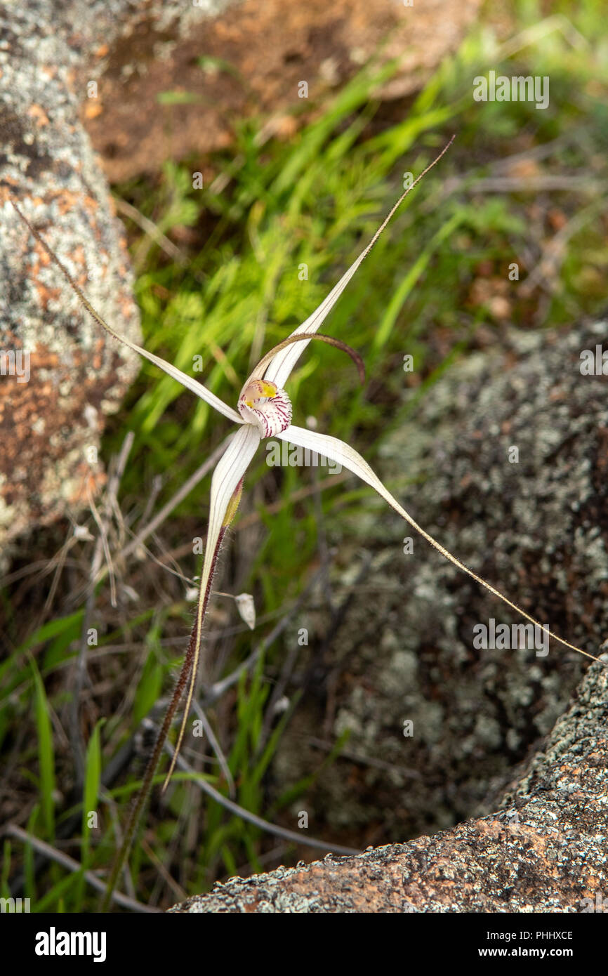 Caladenia longicauda ssp. borealis, Daddy Long Legs Spider Orchid Foto Stock