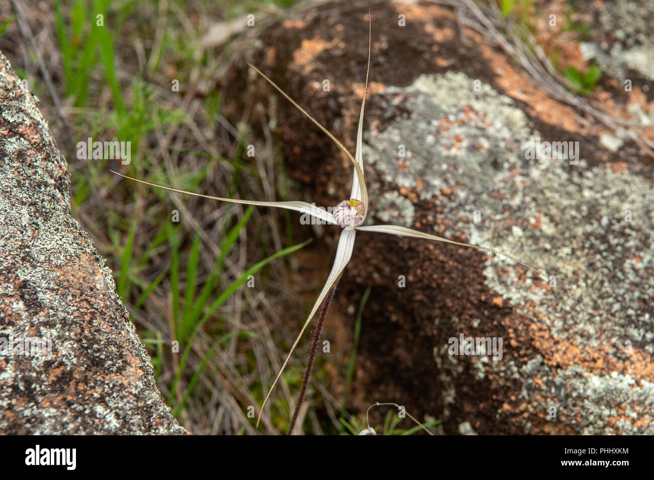 Caladenia longicauda ssp. borealis, Daddy Long Legs Spider Orchid Foto Stock