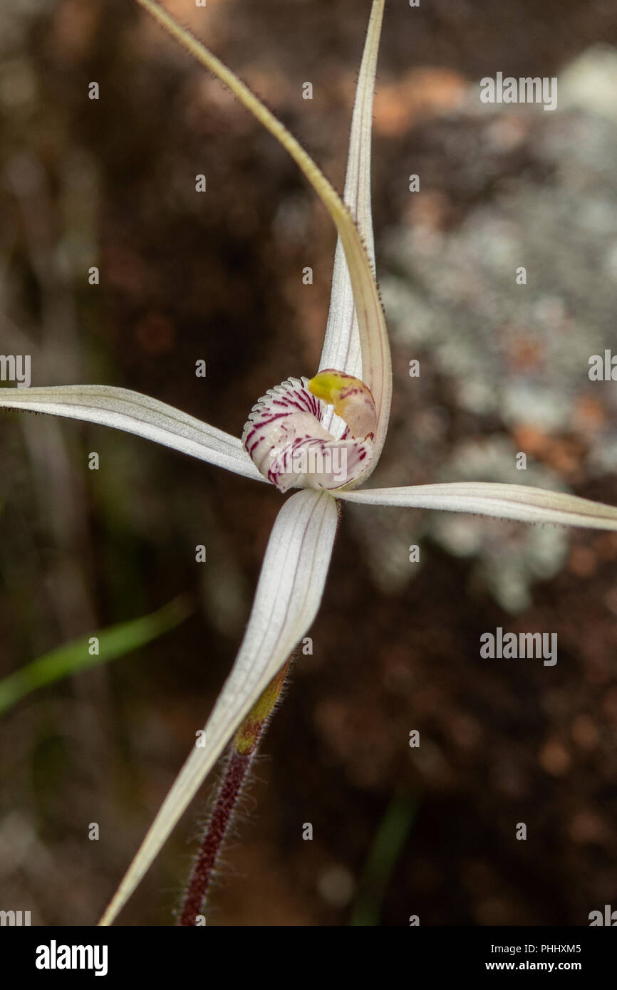 Caladenia longicauda ssp. borealis, Daddy Long Legs Spider Orchid Foto Stock