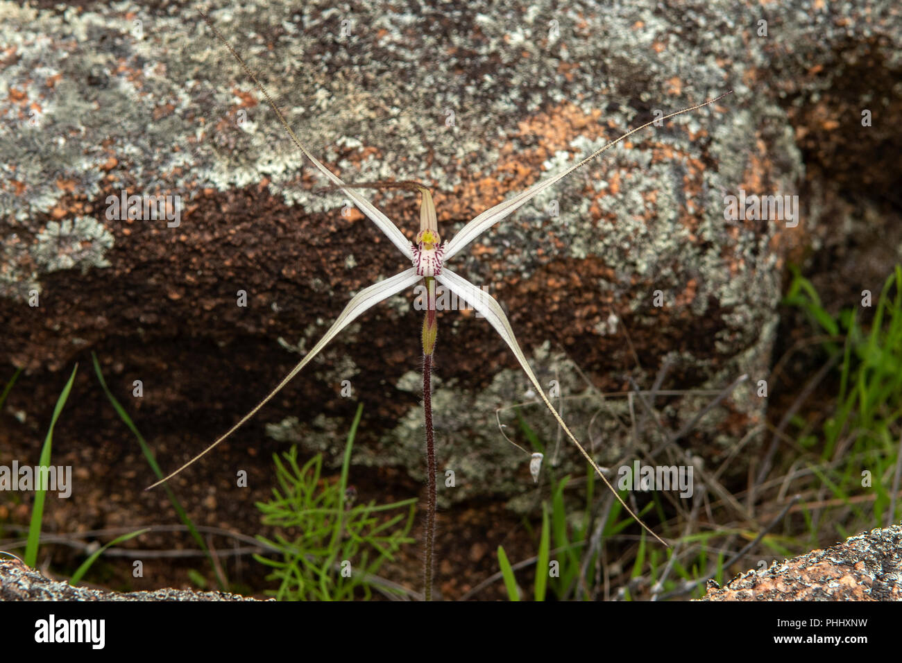 Caladenia longicauda ssp. borealis, Daddy Long Legs Spider Orchid Foto Stock