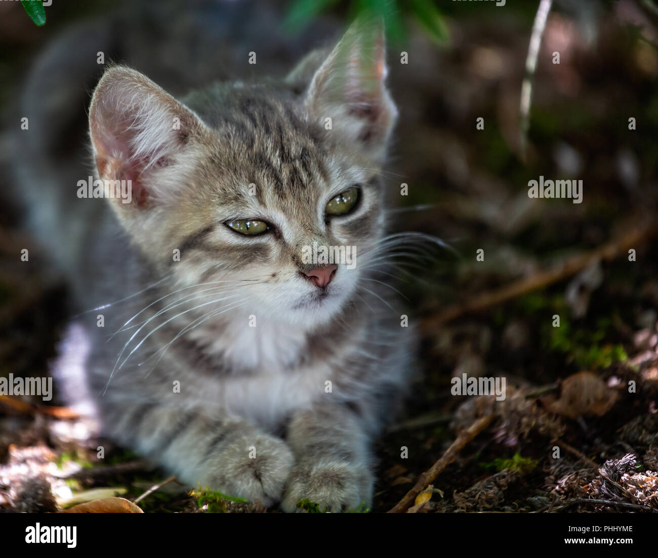 Close up molto carino gattino bambino con grandi occhi attraente nel selvaggio ambiente all'aperto Foto Stock