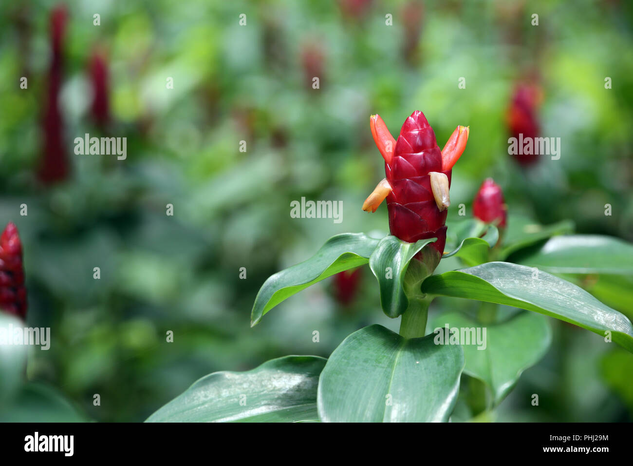 red button ginger pruning red button ginger pruning