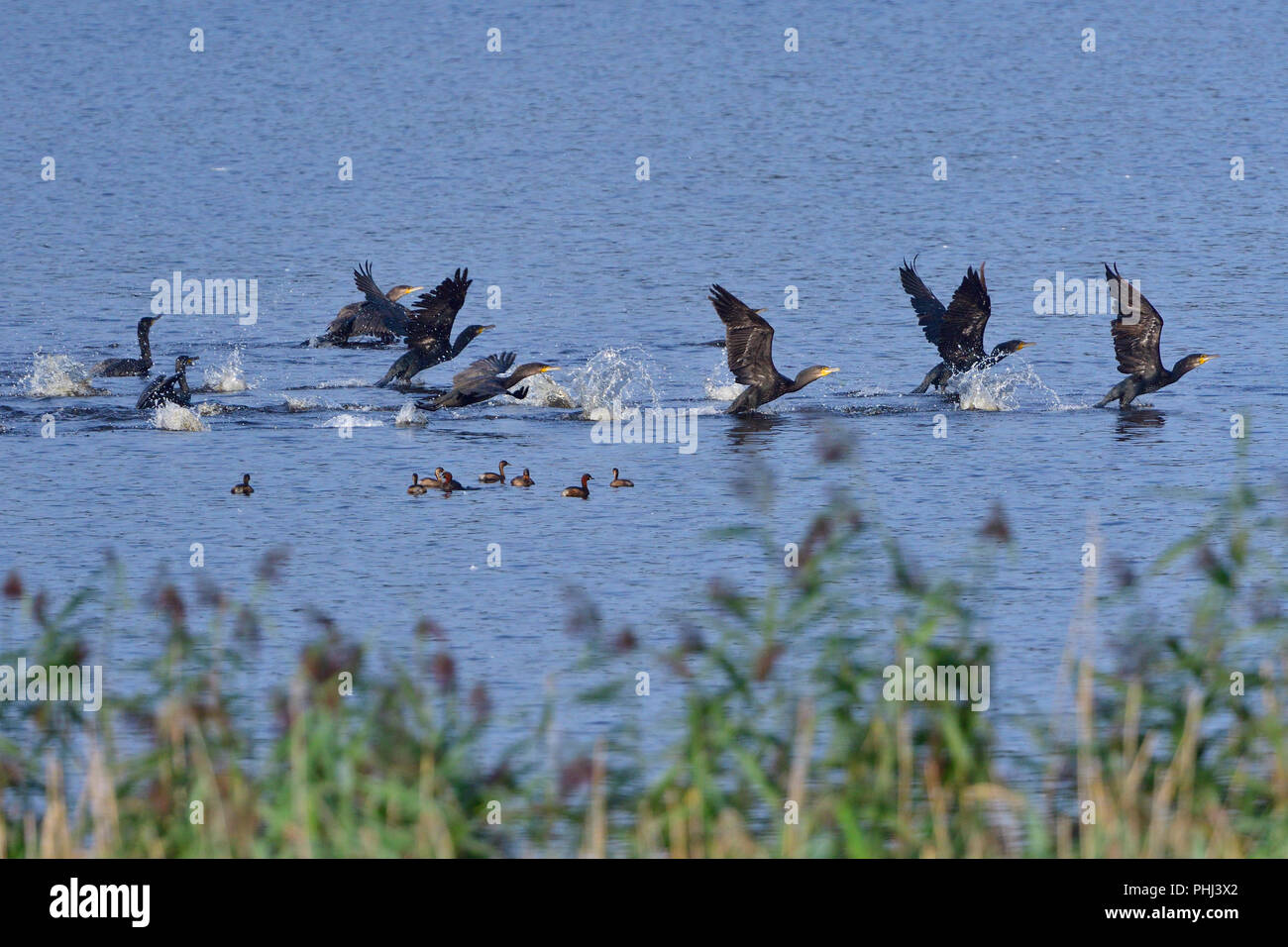 Cormorano phalacrocorax carbo sinensis caccia Foto Stock