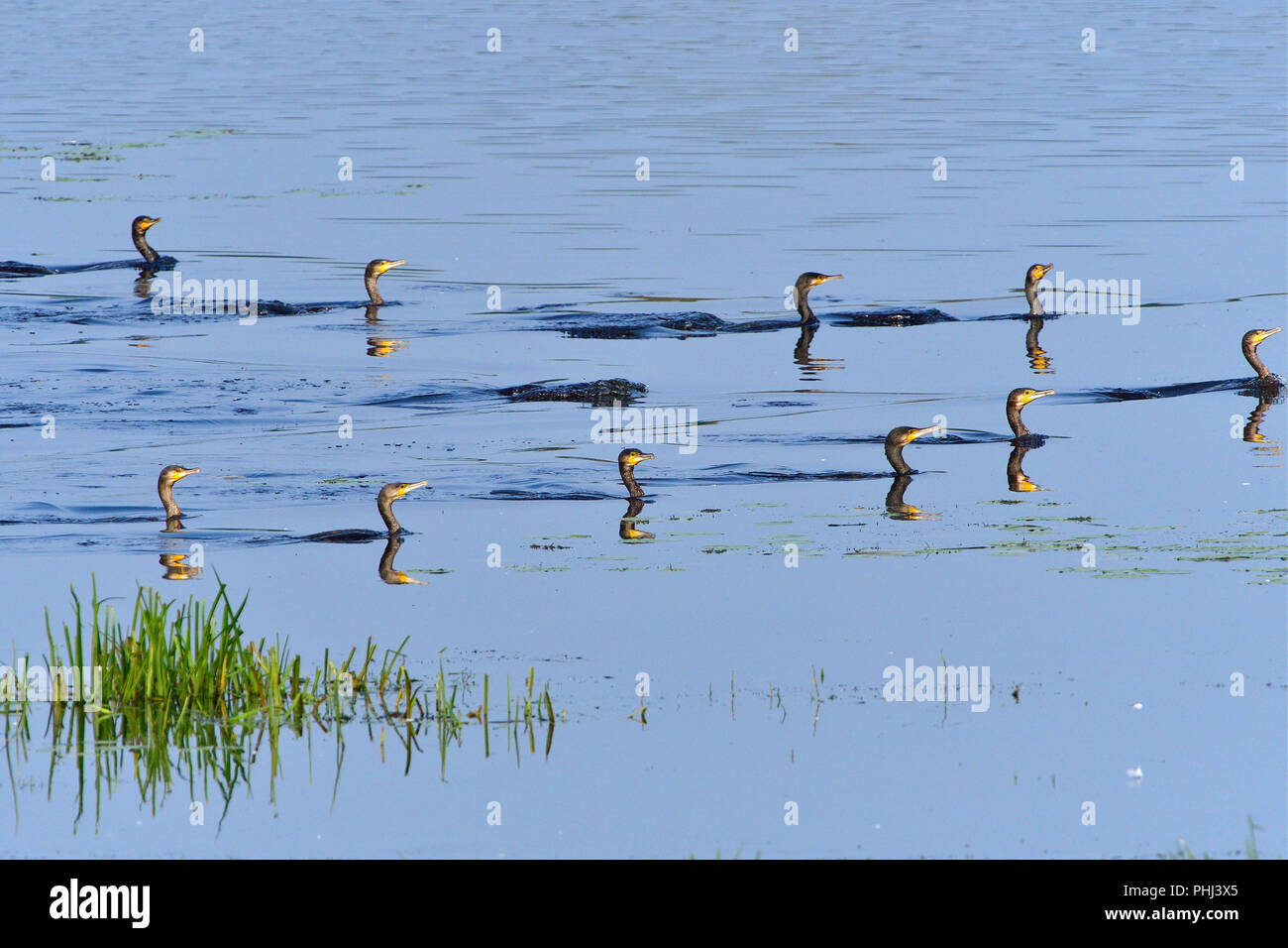 Cormorano phalacrocorax carbo sinensis caccia Foto Stock