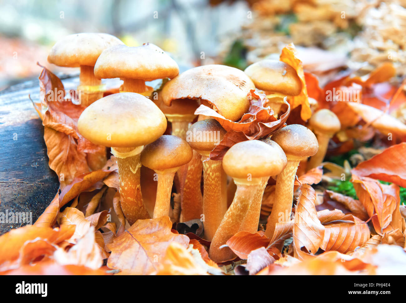 Funghi fungo di miele nella foresta Foto Stock