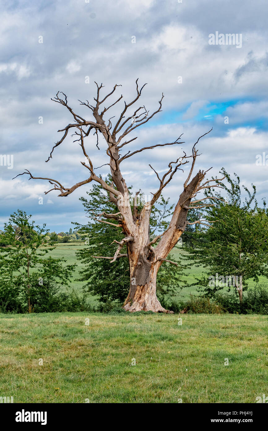 Deak vecchia quercia con un contrasto con il verde degli alberi Foto Stock