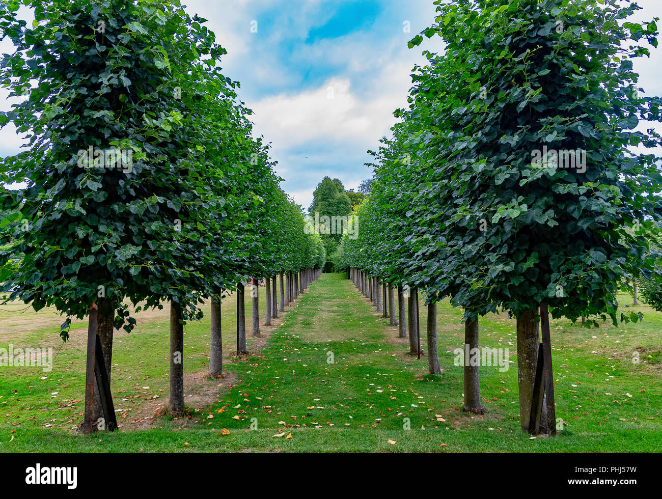 Viale di alberi in una linea retta. Linee Symentrical Foto Stock