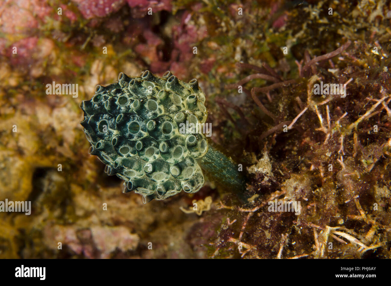 Clavelina robusta, Clavelinidae, Anilao, Filippine, Mare delle Filippine, Oceano Pacifico, in Asia Foto Stock