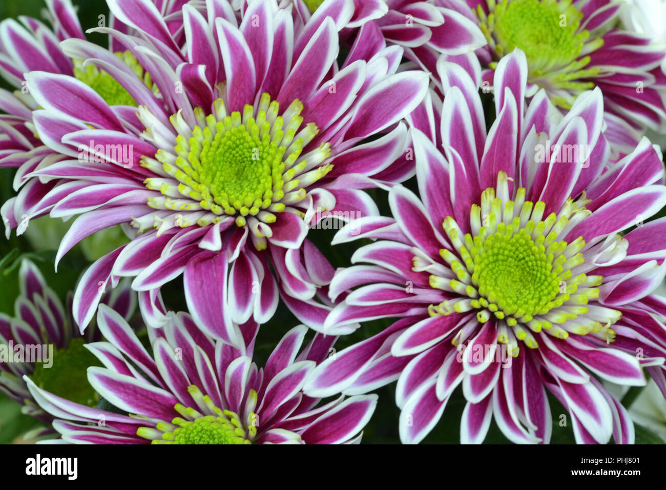 Crisantemi viola e fiori bianchi Foto Stock