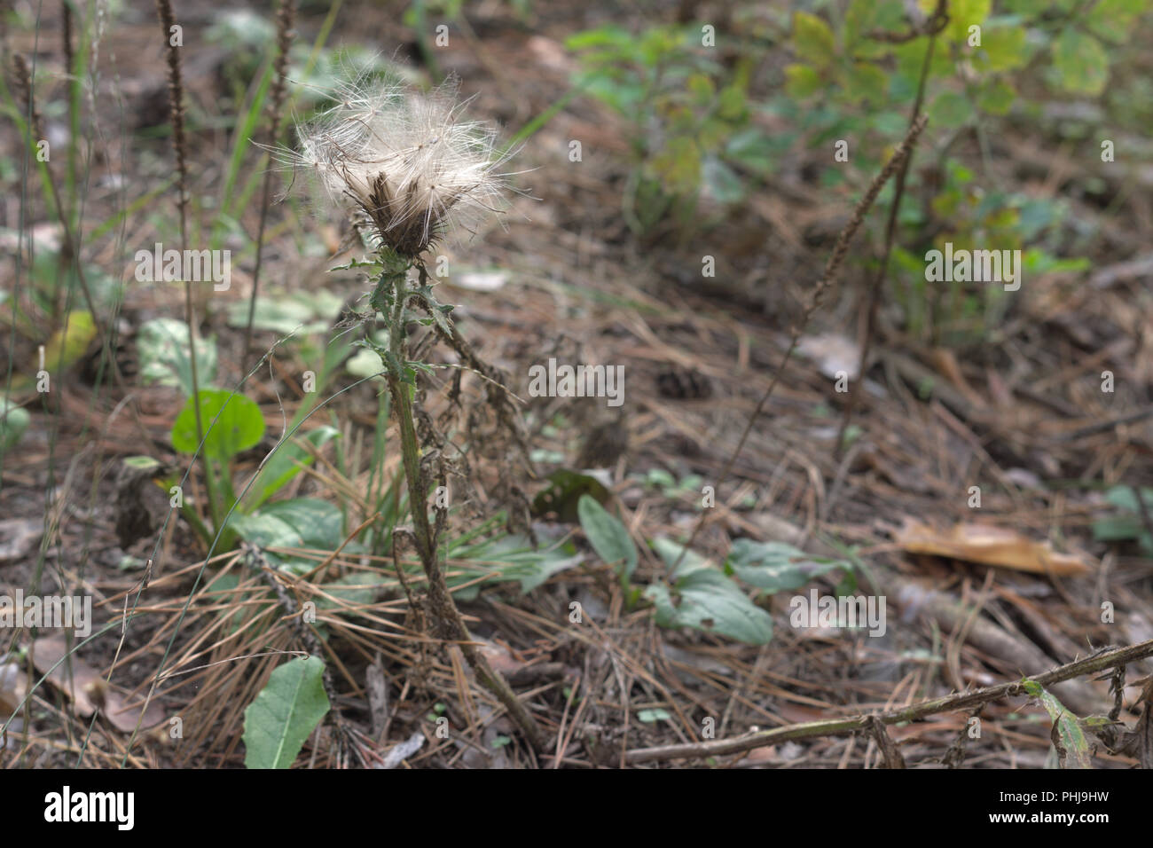 Lanugine uscire dall'mature thistle. Dettagli della foresta di autunno Foto Stock